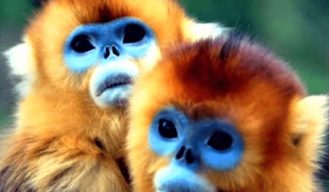 Małpa z Kolorowym Nosem